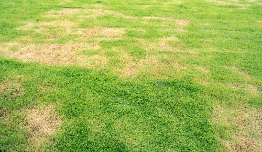 drying grass