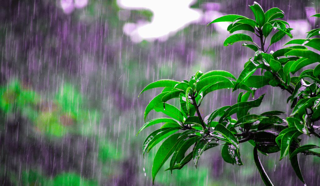 leaves on a rainy day