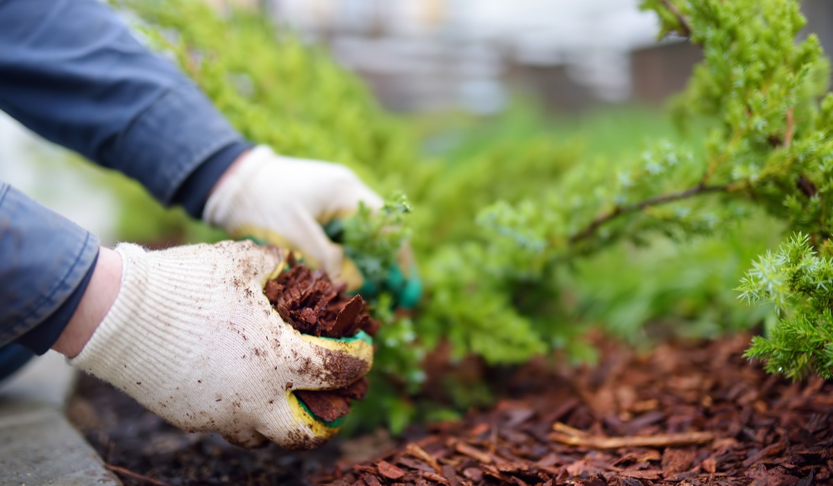 Mulching vs. Bagging Which is Better for Your Lawn? Sodlawn
