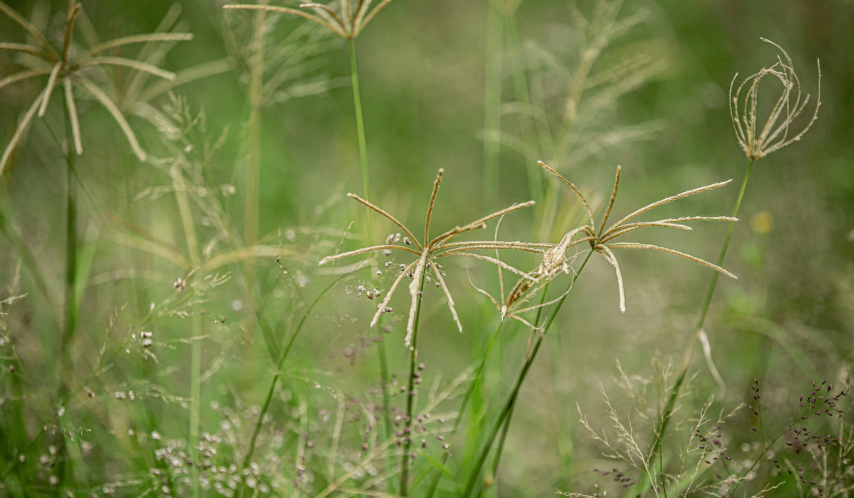 EcoFriendly Weed Control Safe Solutions for Pet Owners Sodlawn