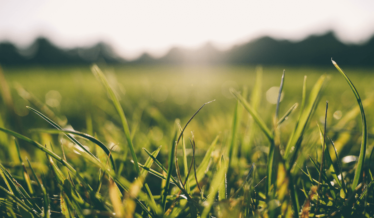 The Top 5 Shade Tolerant Grasses For Lush Lawns