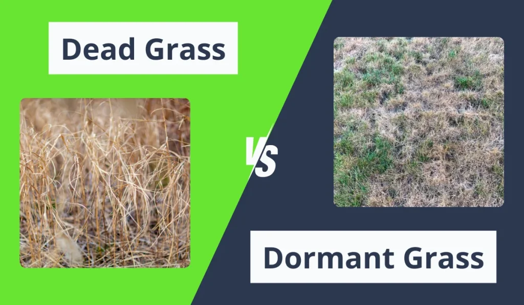 dead vs dormant grass comparison