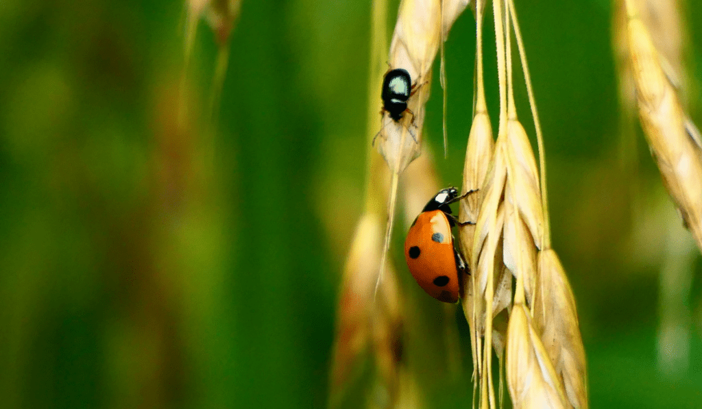 beetles