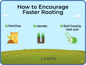 How To Encourage Faster Rooting