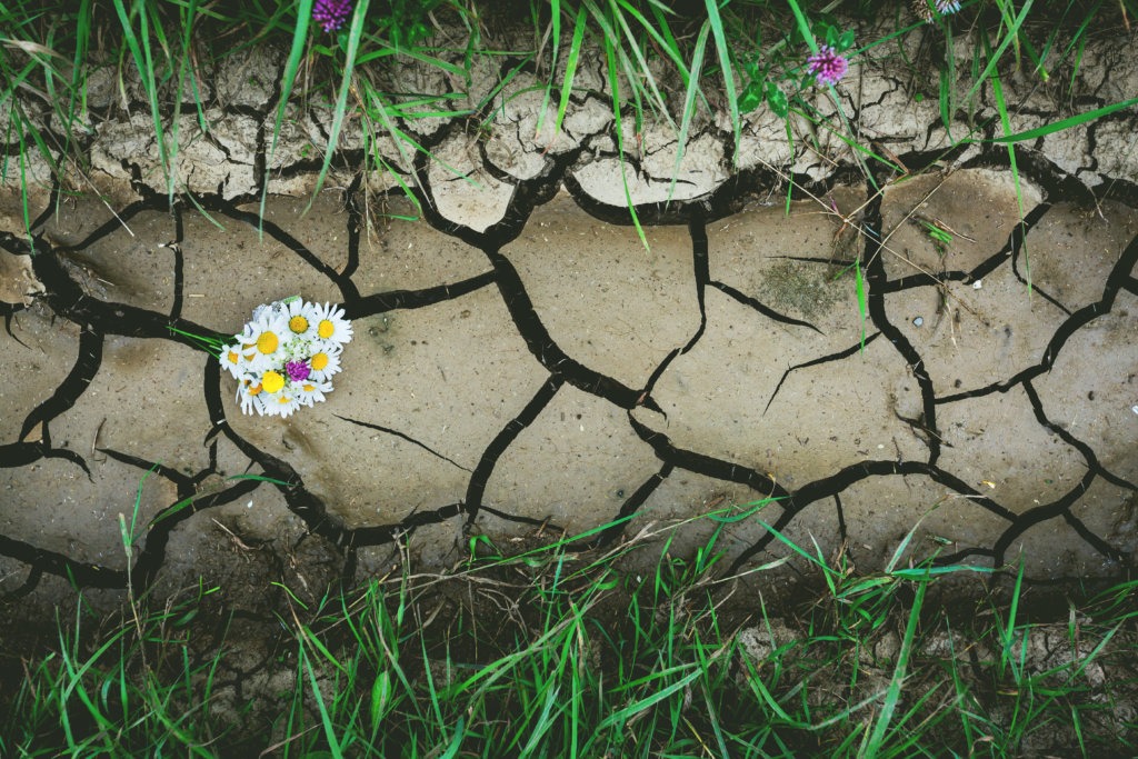 dry crack ground with flowers and green grass