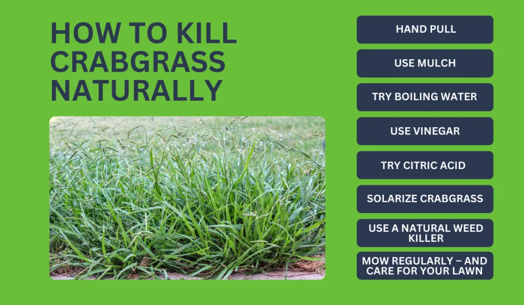 how to kill crabgrass naturally?