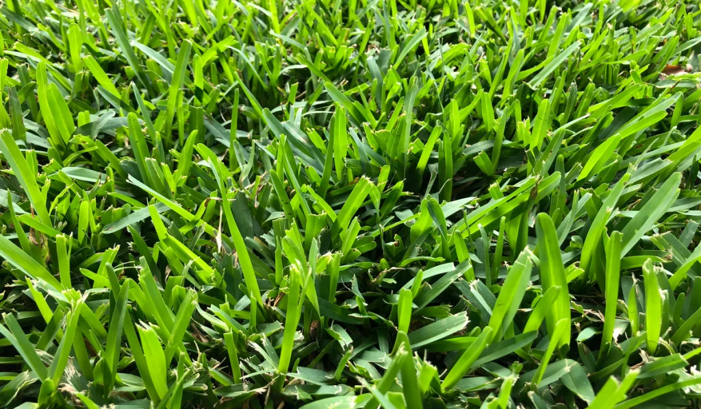 grass