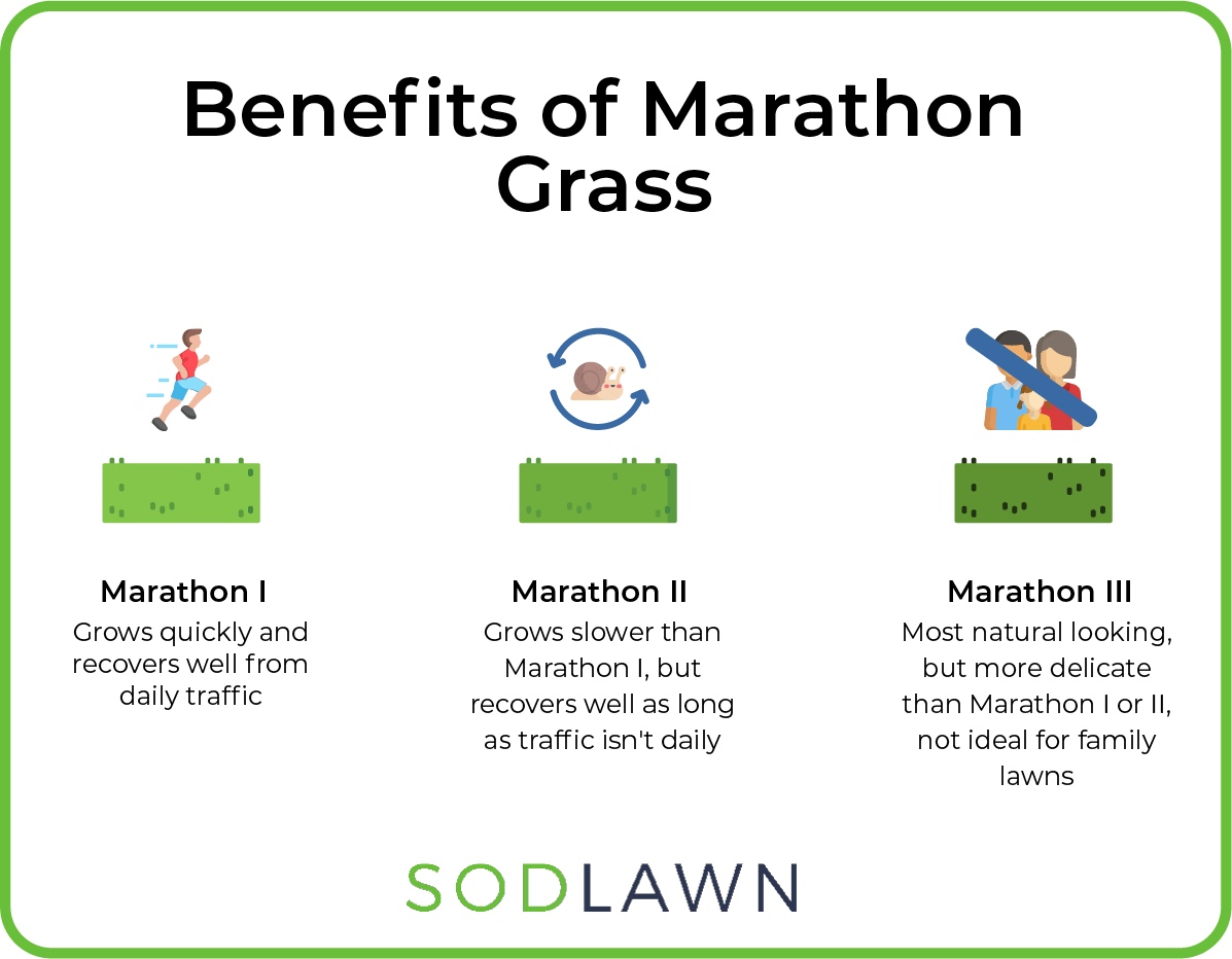 Benefits of Marathon Grass