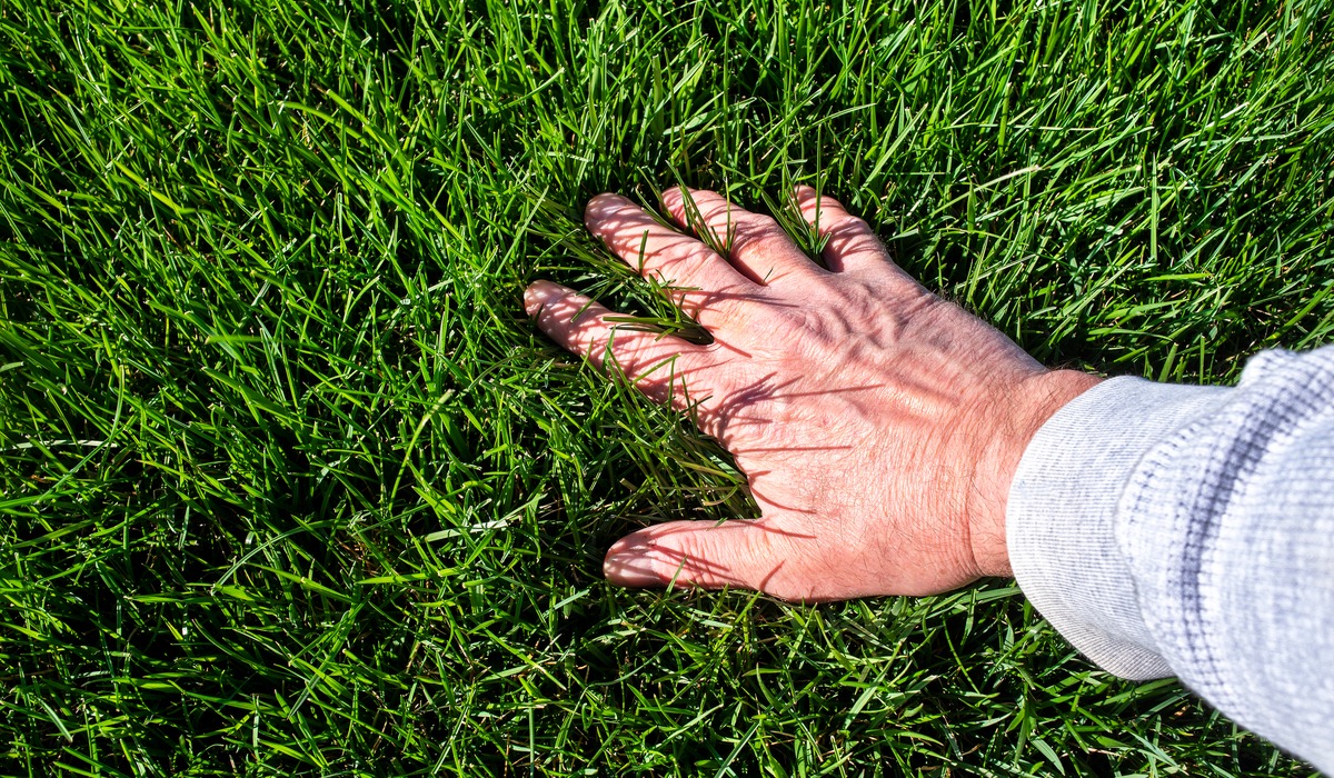 man touching grass