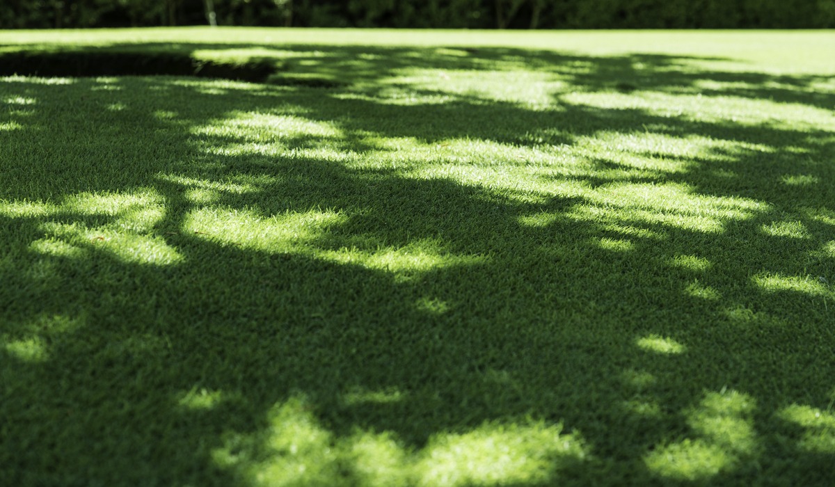 Grass That Grows In Shade