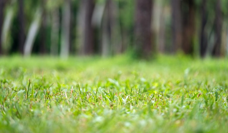 tall-fescue-pros-cons-and-maintenance-sodlawn