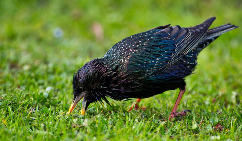 bird eating grubs