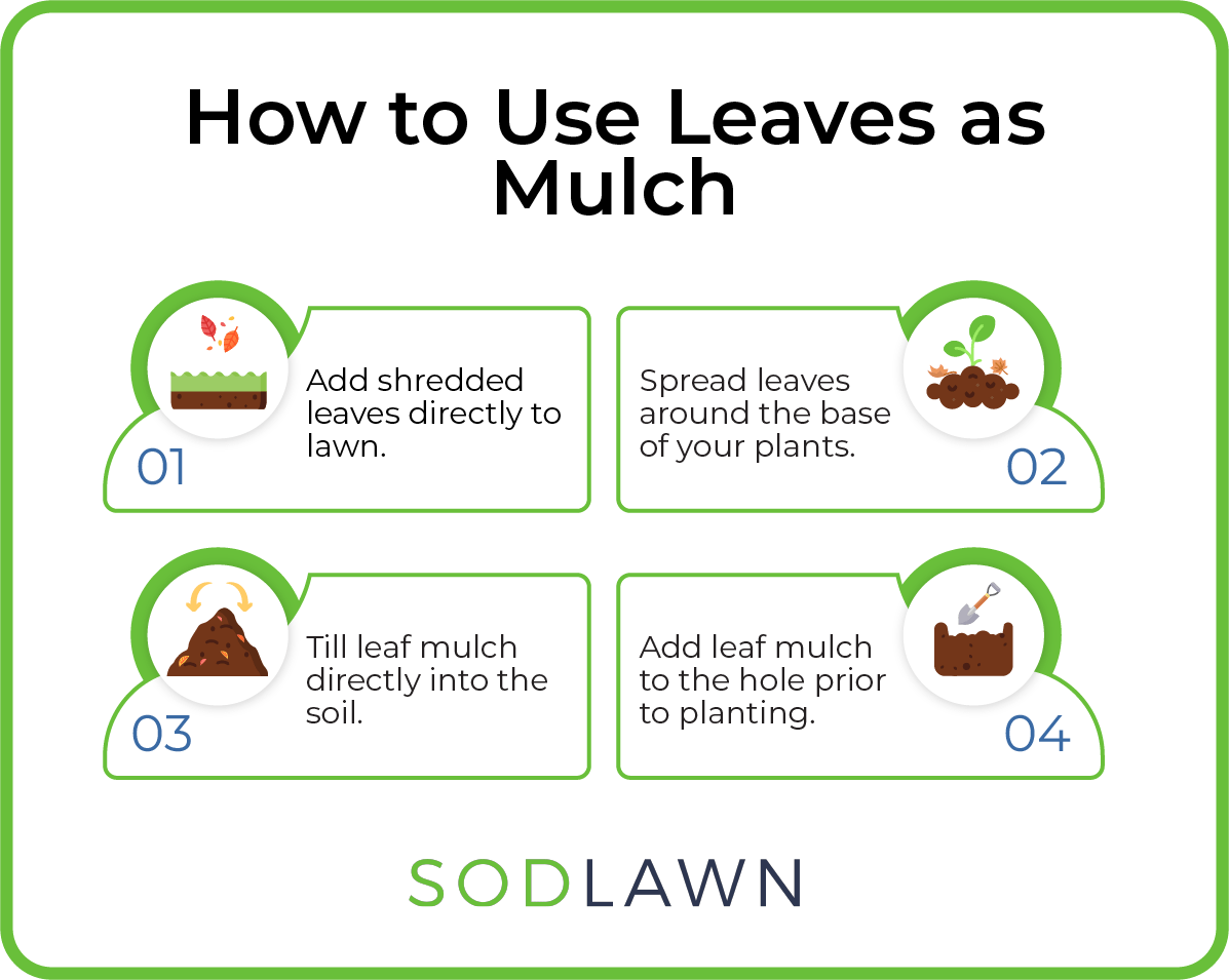 How to use leaves as mulch