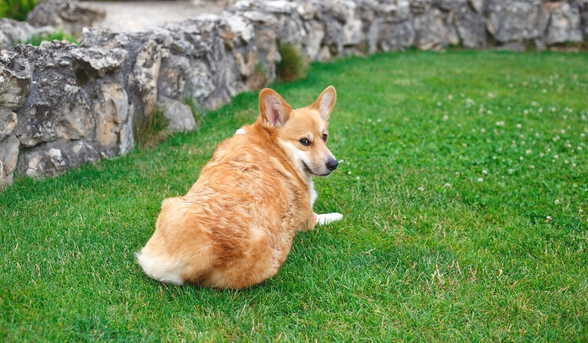 dog on the lawn