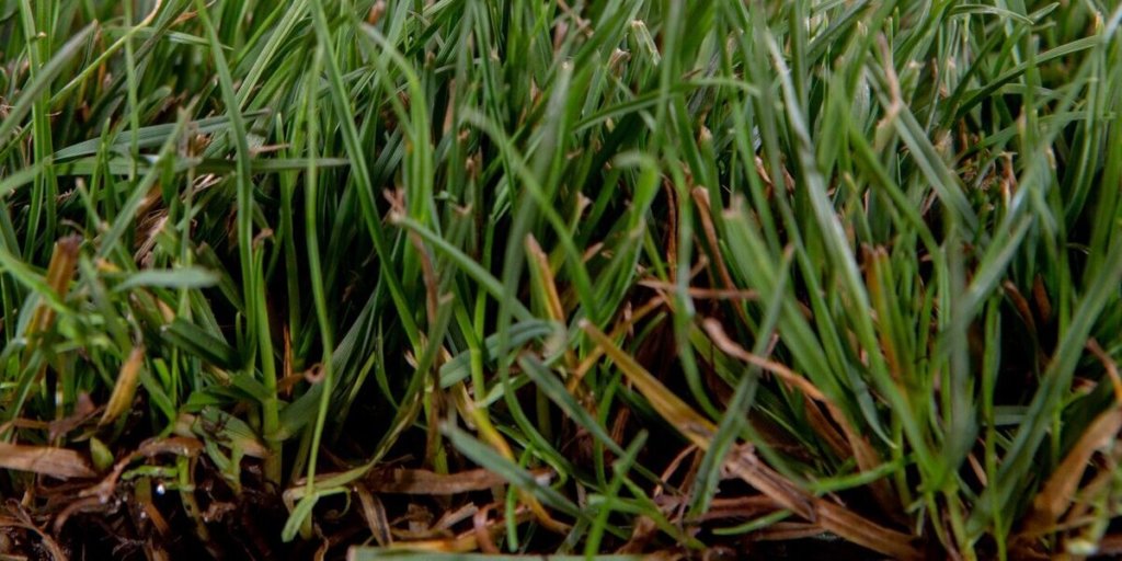 Ryegrass