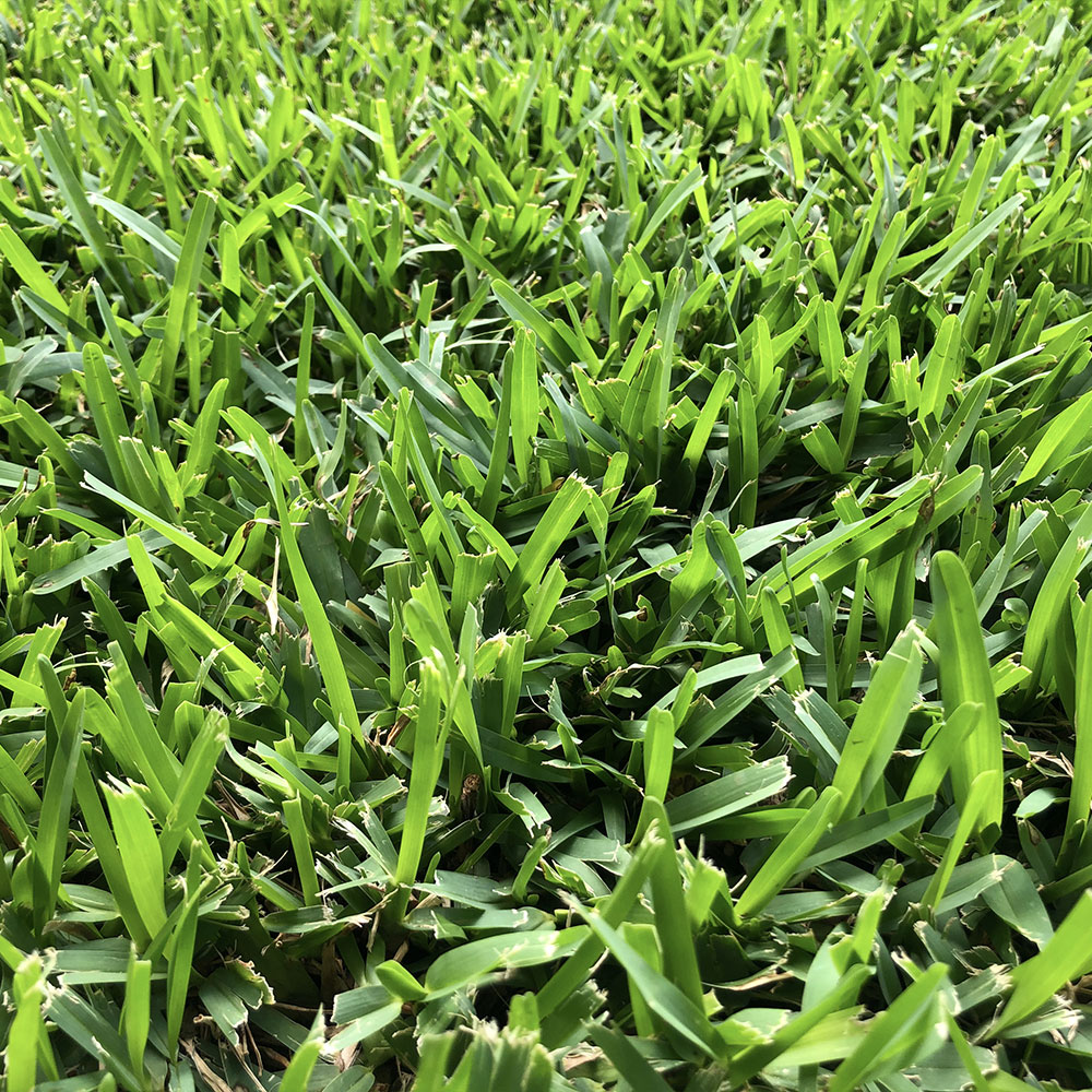 st augustine grass