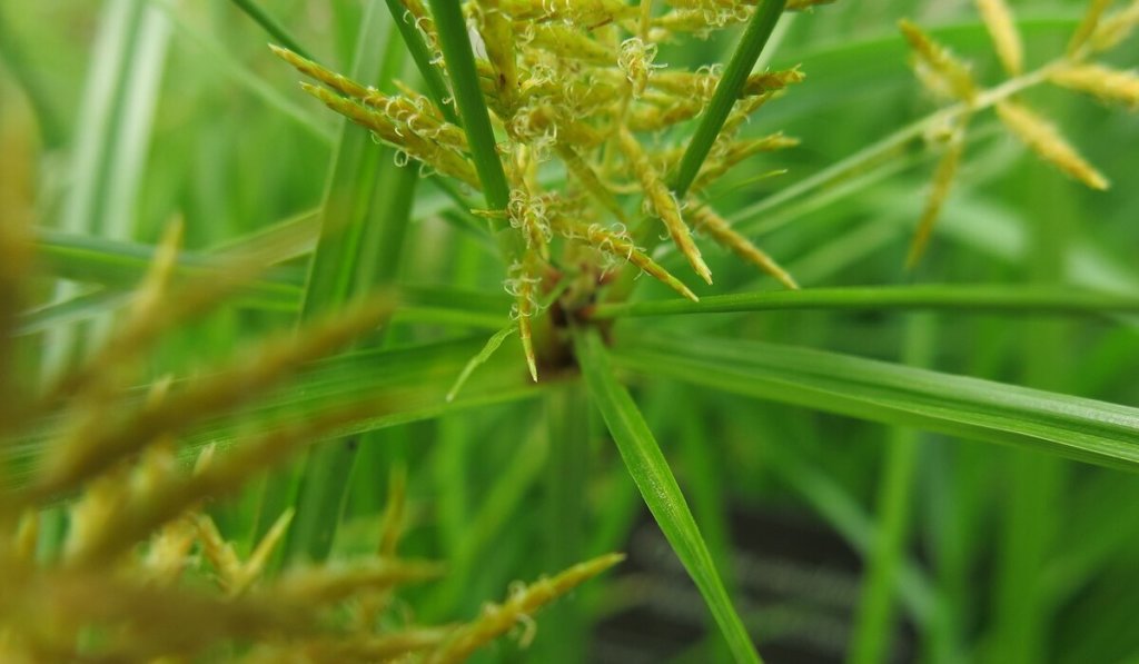 Nutsedge