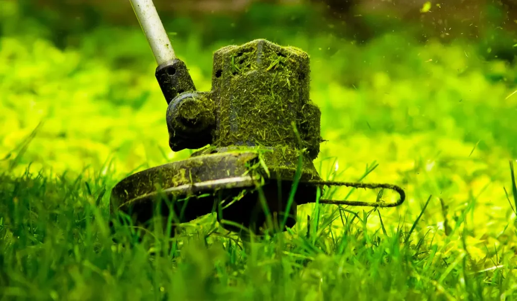 lawn grass cutting