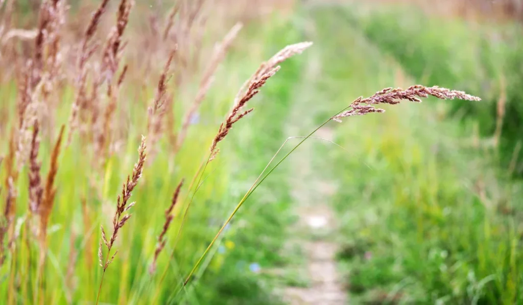 Festuca rubra species of grass, creeping red fescue.