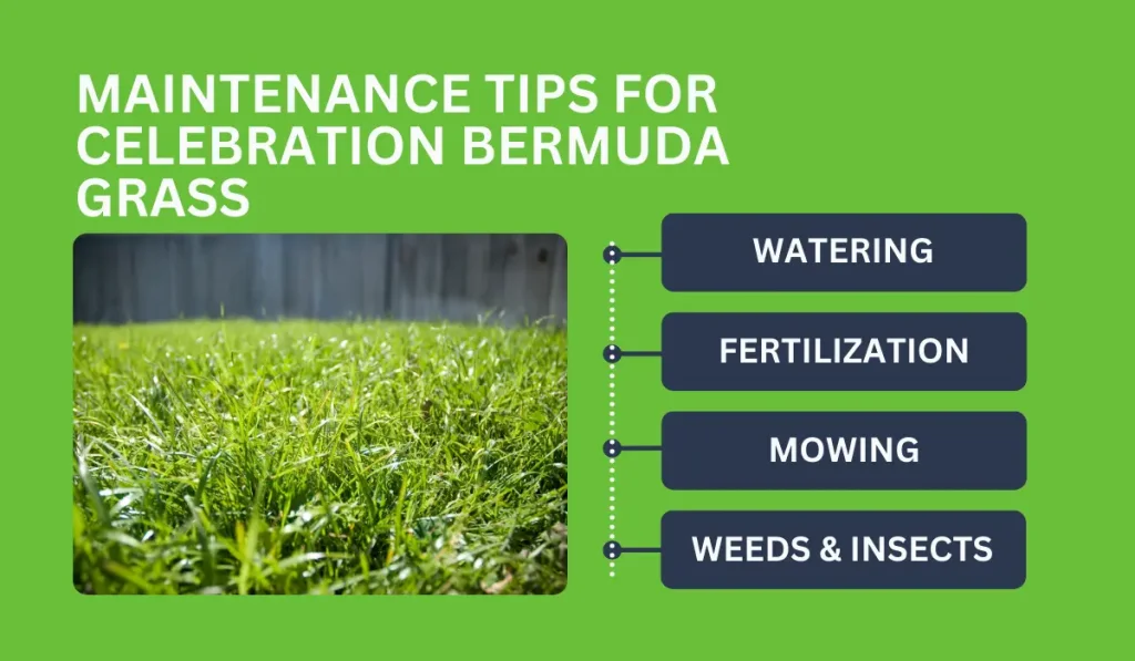 Maintenance Tips for Celebration Bermuda Grass
