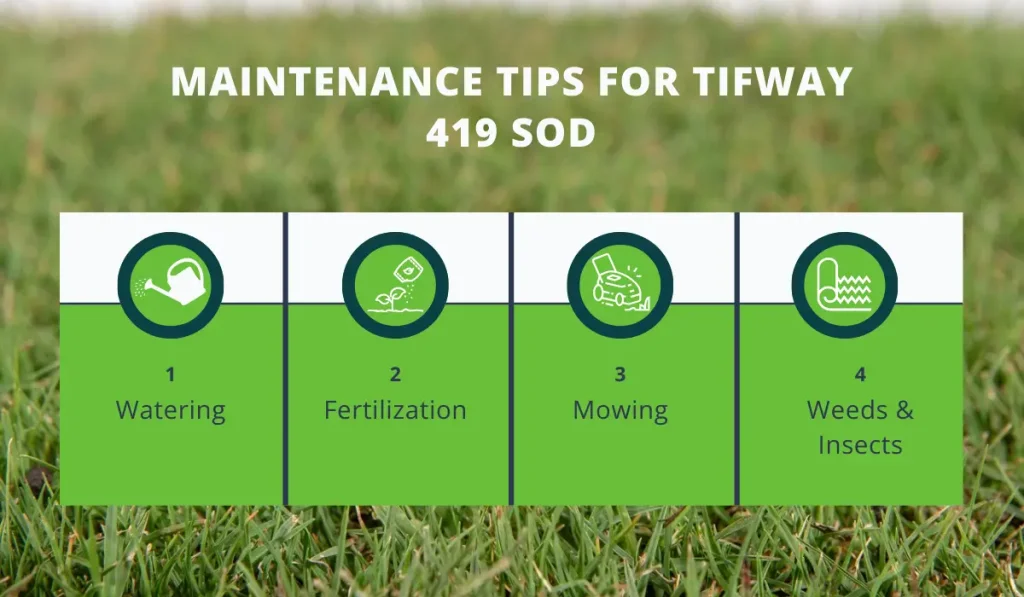 Maintenance Tips for Tifway 419