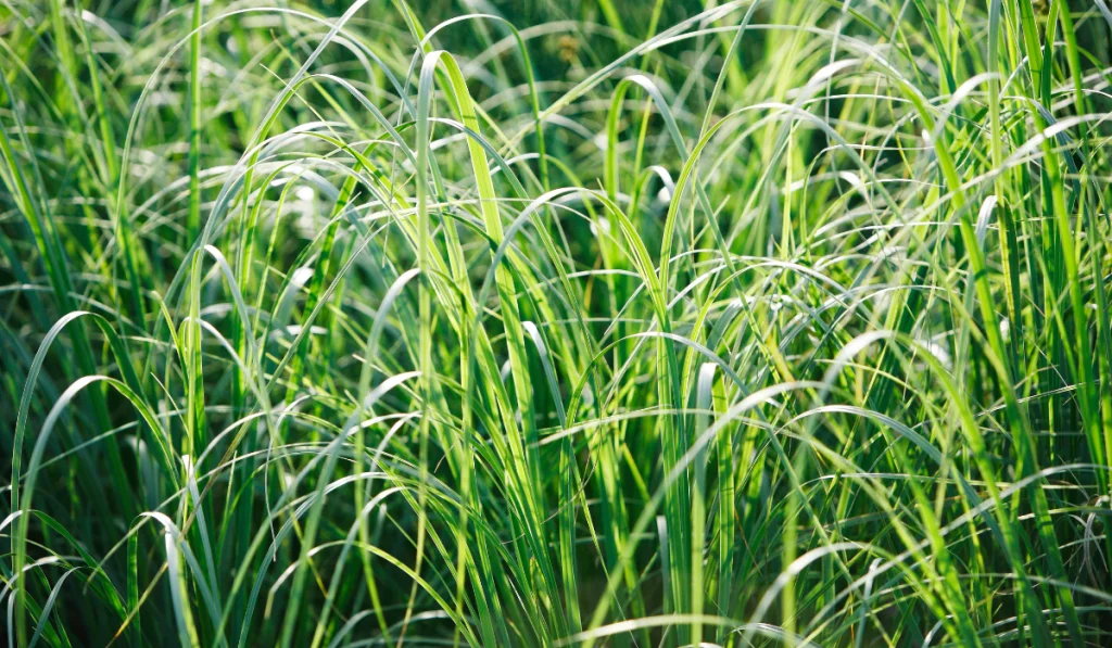 Tall or Ornamental Grasses