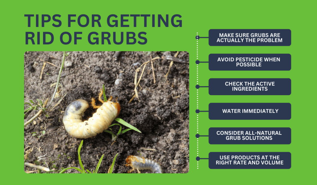 Tips for Getting Rid of Grubs