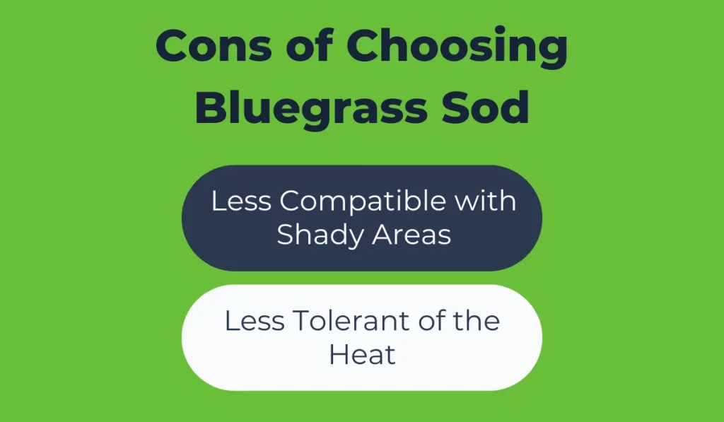 Cons of Choosing Bluegrass Sod