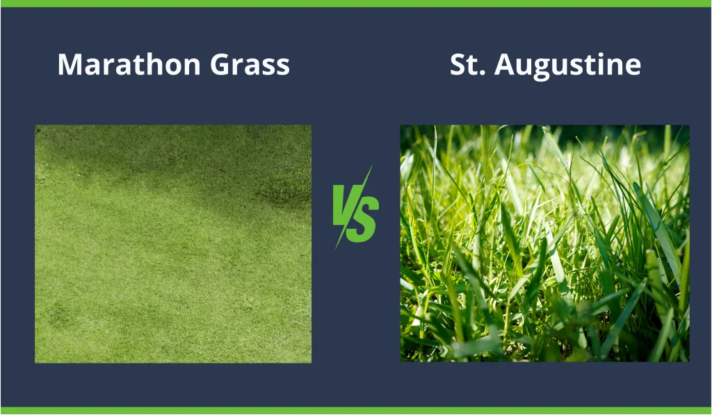 marathon and st. augustine grass comparison