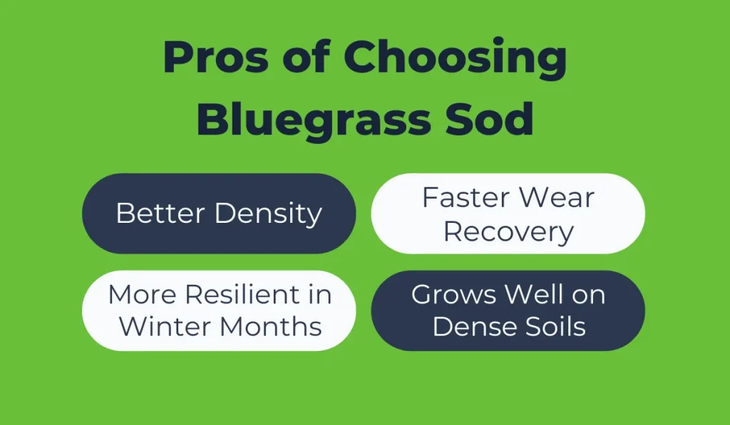 Pros of Choosing Bluegrass Sod