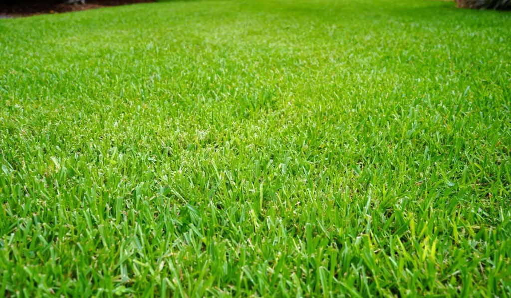 Southern California St. Augustine Grass