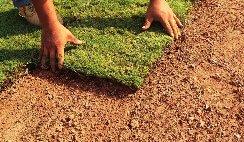 sod installation