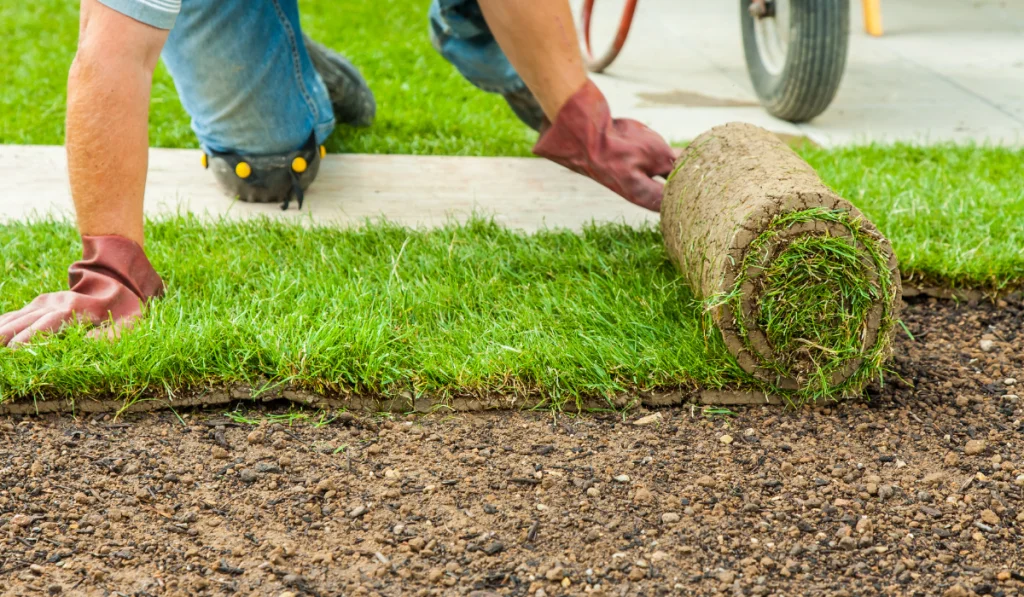 Gardener Laying Sod for the New Lawn