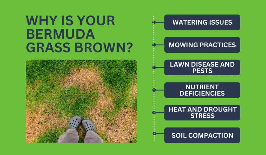 Why Is Your Bermuda Grass Brown?