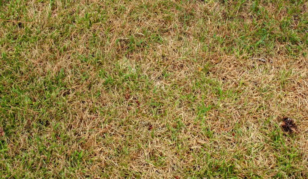 bermuda grass turning brown