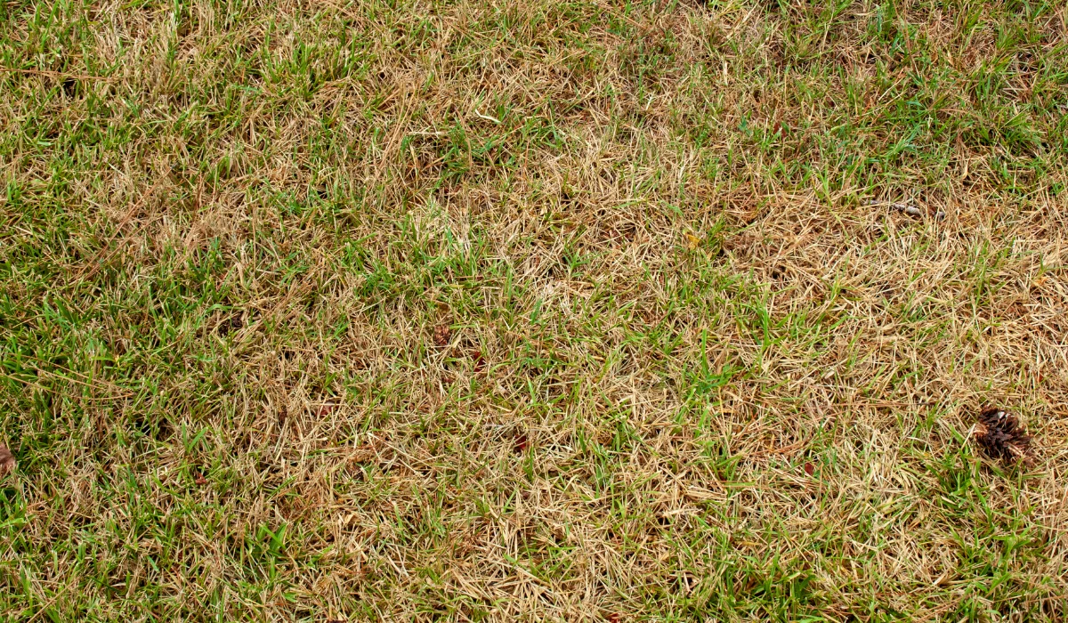 Why Your Bermuda Grass Is Turning Brown (and How to Fix It) - Sodlawn