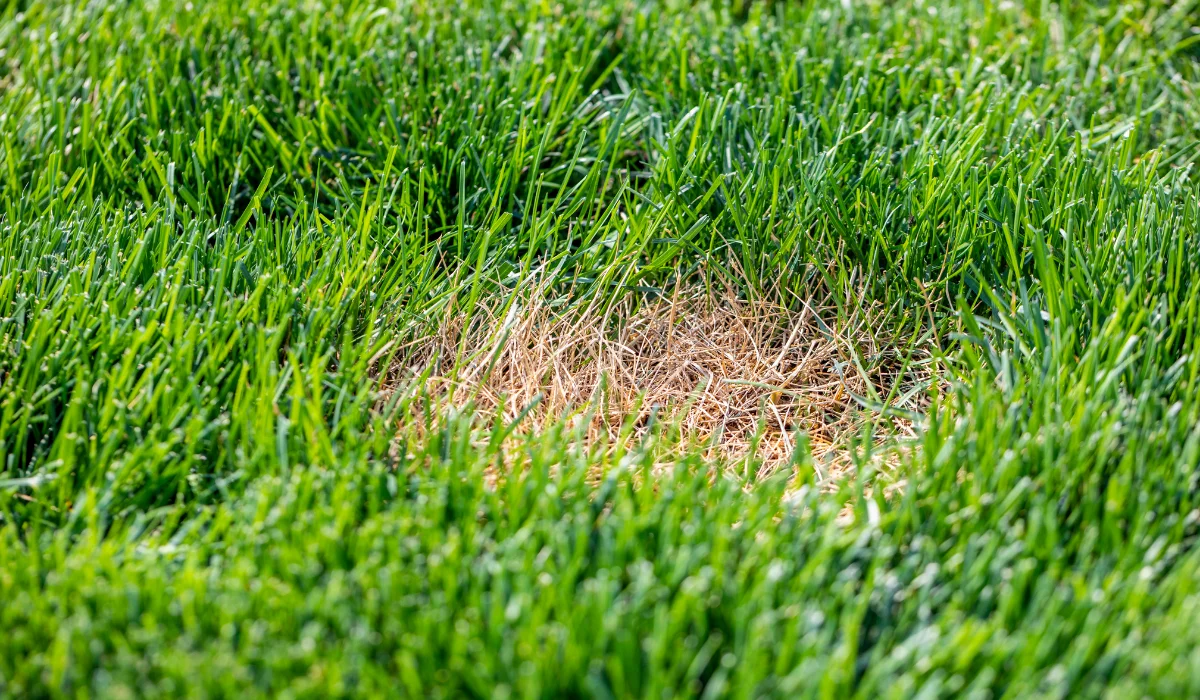 lawn brown spot
