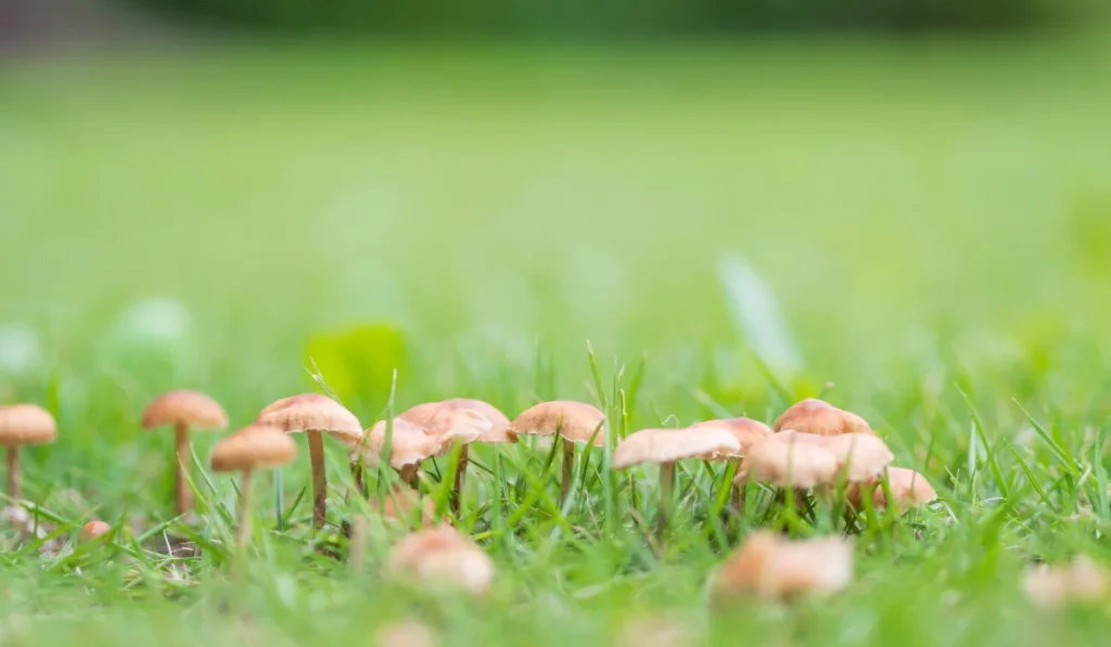 lawn mushroom