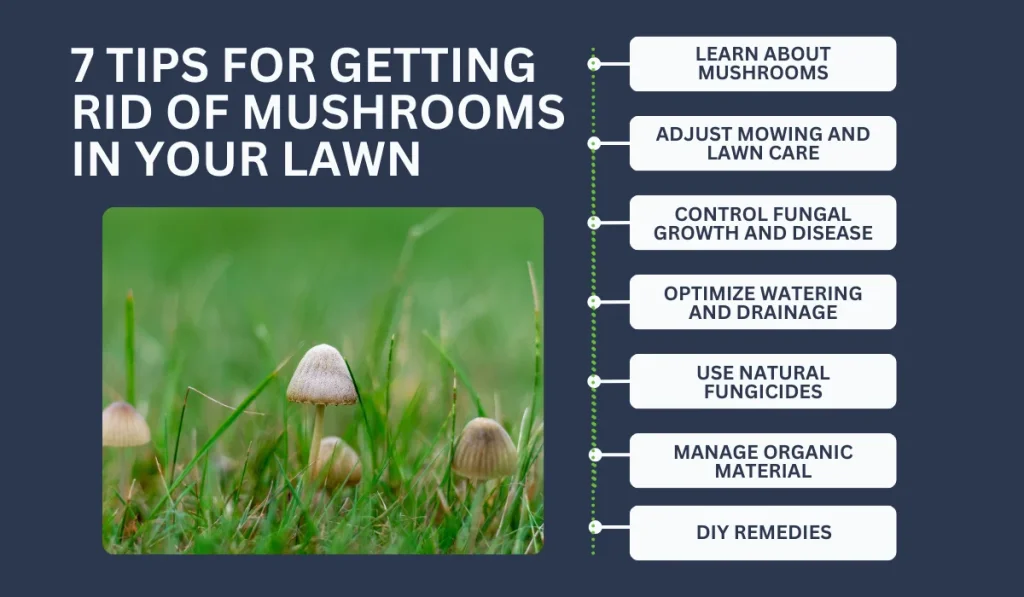 tips to get rid of mushroom