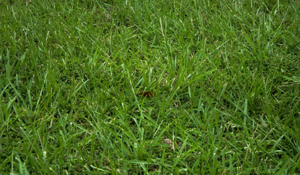 tall fescue grass