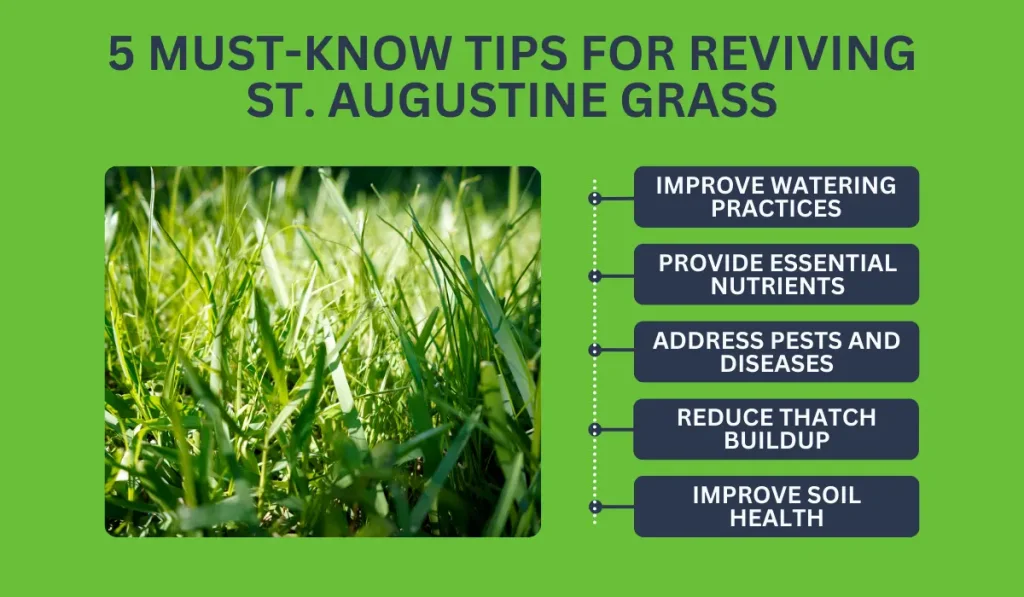 5 Tips for Reviving St. Augustine Grass