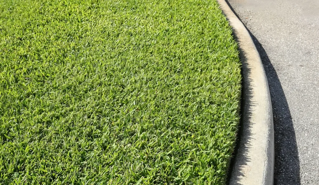 Augustine Grass