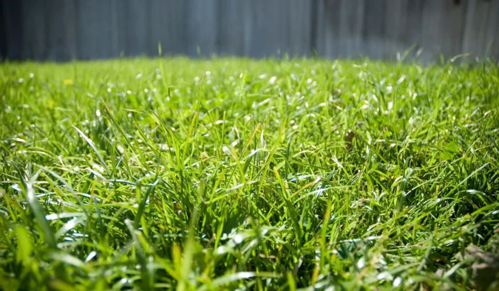 bermuda grass