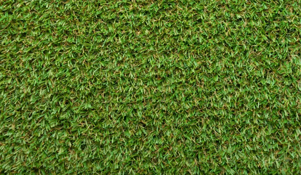 Bermuda Grass