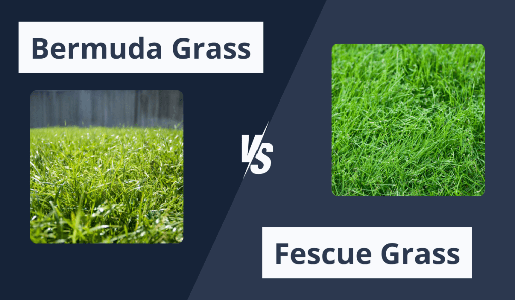 Bermuda Grass vs. Fescue Grass side by side comparison