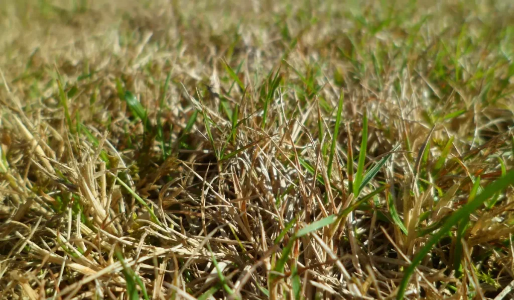 Close-up of a grass lawn during drought