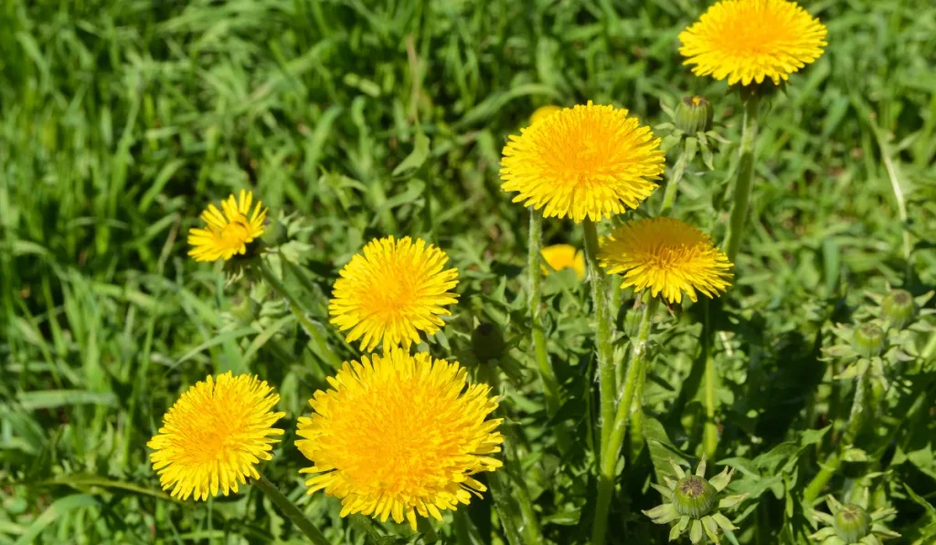 Dandelions