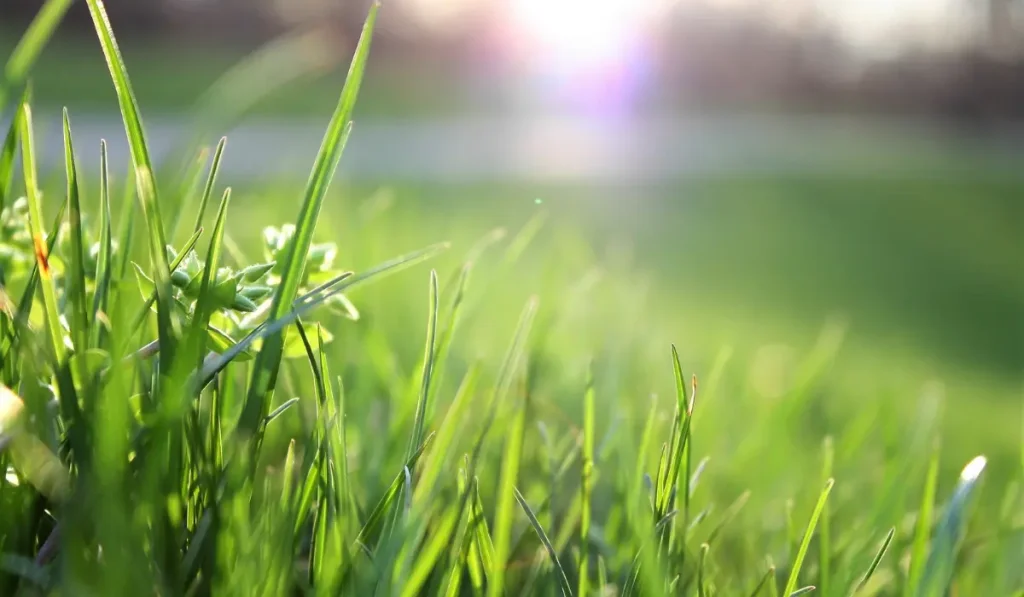 Macro Shot of Grass Field