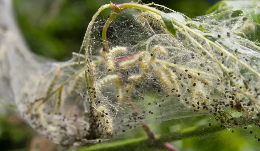 Cocoon of Web Worms