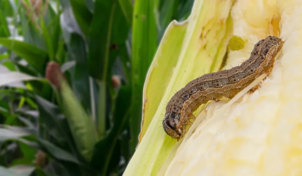 armyworm